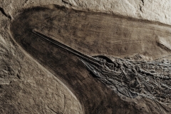 Рыбы Palaeorhynchus sp. и Lepidopus sp.