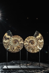 Аммонит Cleoniceras sp.