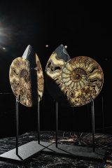 Аммонит Cleoniceras sp.