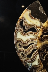 Аммонит Cleoniceras sp.