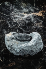 Трилобит Barrandeops sp.