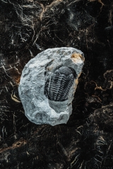 Трилобит Barrandeops sp.
