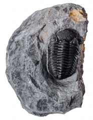 Трилобит Barrandeops sp.