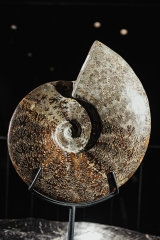 Аммонит Cleoniceras sp.