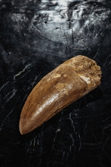 Зуб динозавра Carcharodontosaurus saharicus