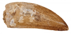 Зуб динозавра Carcharodontosaurus saharicus