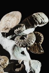 Гребешки Pecten sp., аммониты Acanthoceras rotomagense и Schloenbacсhia subvarians