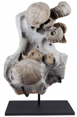 Гребешки Pecten sp., аммониты Acanthoceras rotomagense и Schloenbacсhia subvarians
