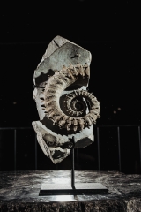 Аммонит Gassendiceras alpinum