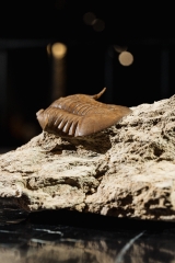 Трилобит Subasaphus platyurus 