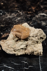 Трилобит Subasaphus platyurus 