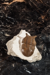 Трилобит Asaphus punctatus 