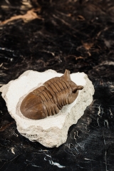Трилобит Asaphus punctatus 