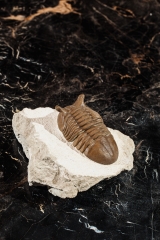 Трилобит Asaphus punctatus 