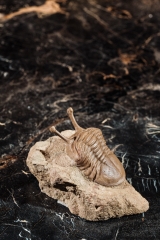 Трилобит Asaphus kowalewskii 