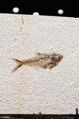 Рыбы Knightia sp.