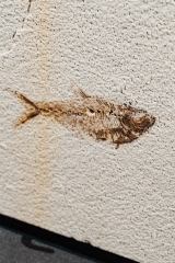 Рыбы Knightia sp.
