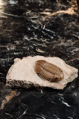 Трилобит Asaphus lepidurus 