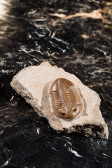 Трилобит Asaphus lepidurus 