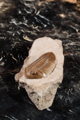Трилобит Asaphus lepidurus 