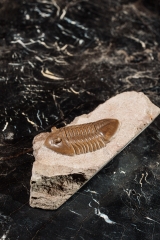 Трилобит Asaphus lepidurus 