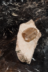 Трилобит Asaphus lepidurus 