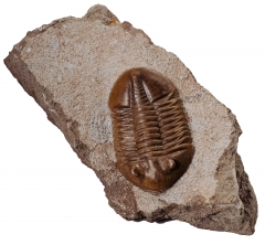 Трилобит Asaphus lepidurus 