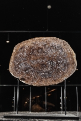 Папоротник Osmunda sp.