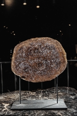 Папоротник Osmunda sp.