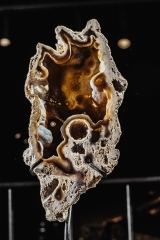 Окаменелый коралл