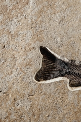 Рыба Notogoneus sp.