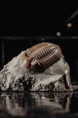 Трилобит Asaphus lepidurus 