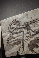 Скелет динозавра Anchiornis huxleyi