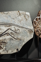 Скелет динозавра Anchiornis huxleyi