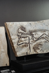 Скелет динозавра Anchiornis huxleyi