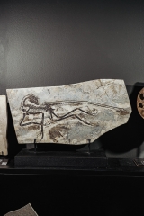 Скелет динозавра Anchiornis huxleyi