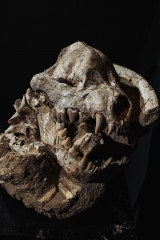 Череп гиены Dinocrocuta gigantea