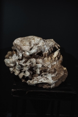 Череп гиены Dinocrocuta gigantea