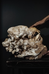 Череп гиены Dinocrocuta gigantea