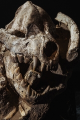 Череп гиены Dinocrocuta gigantea