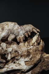 Череп гиены Dinocrocuta gigantea