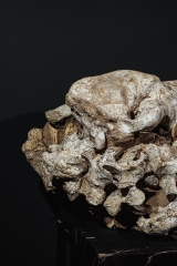 Череп гиены Dinocrocuta gigantea