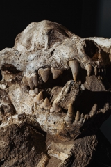 Череп гиены Dinocrocuta gigantea