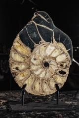Аммонит Parahoplites sp.