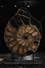 Аммонит Parahoplites sp.