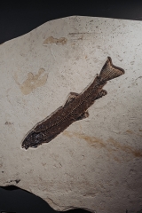 Рыба Notogoneus sp.