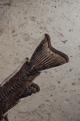 Рыба Notogoneus sp.