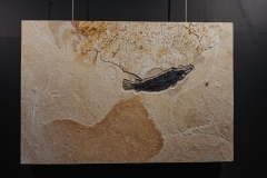 Панцирная щука Atractosteus Lapidosteus