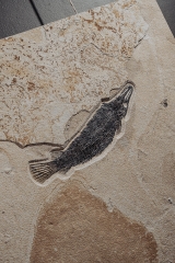 Панцирная щука Atractosteus Lapidosteus