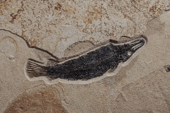Панцирная щука Atractosteus Lapidosteus